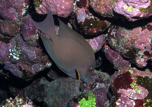 Striated surgeonfish